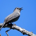 Gray Catbird by sunnygreenwood