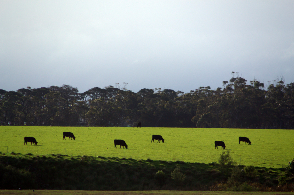 cattle grazing  by dianeburns