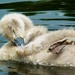 baby swan by rubyshepherd