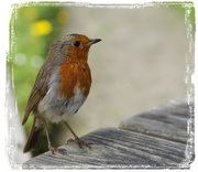 6th Jul 2016 - the same little robin