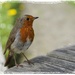 the same little robin by quietpurplehaze