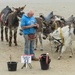 Donkeys on the Beach by fishers