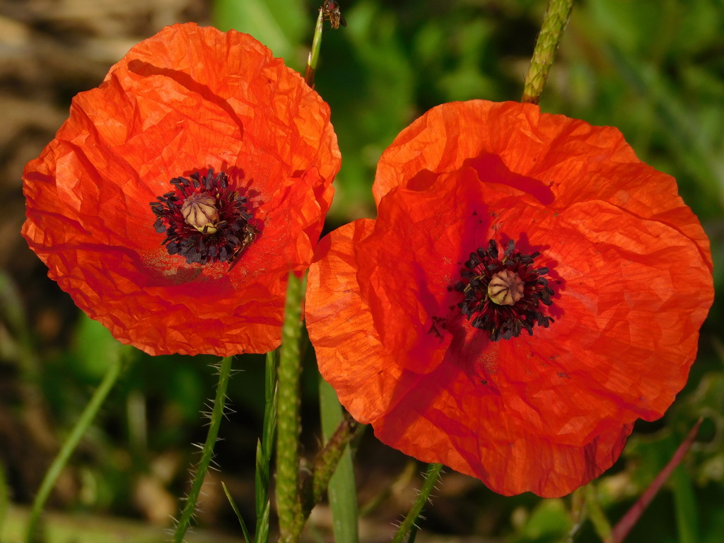 Poppies in the sun by 365anne