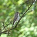 Spotted Flycatcher by susiemc