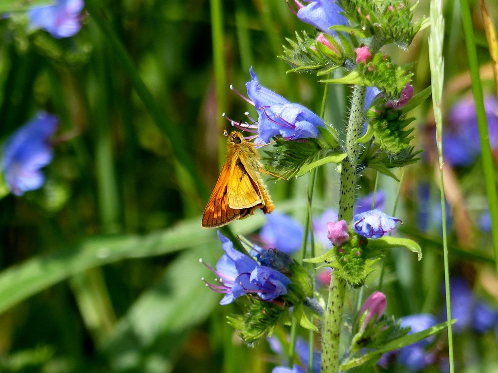 Skipper on Blue Flower by susiemc