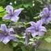  Clematis  by susiemc
