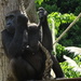 Mum and baby at London Zoo by bizziebeeme