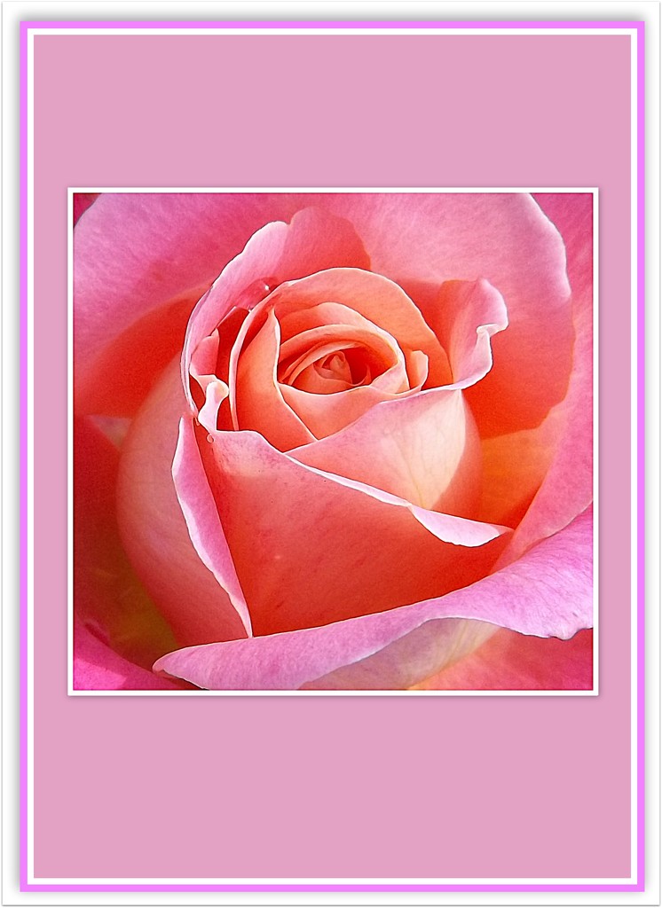 Pastel pink rose. by grace55
