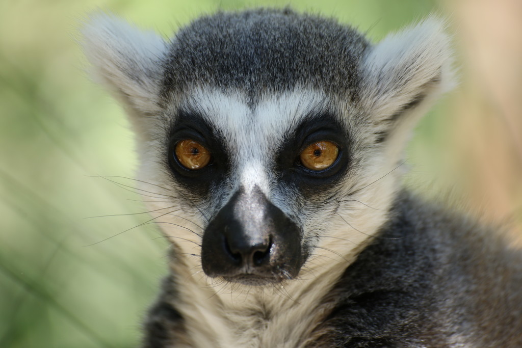 Lemur by bizziebeeme