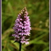 Wild orchid by busylady