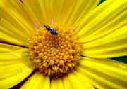 6th Jul 2016 - Little Bug on Yellow