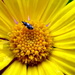 Little Bug on Yellow by phil_howcroft