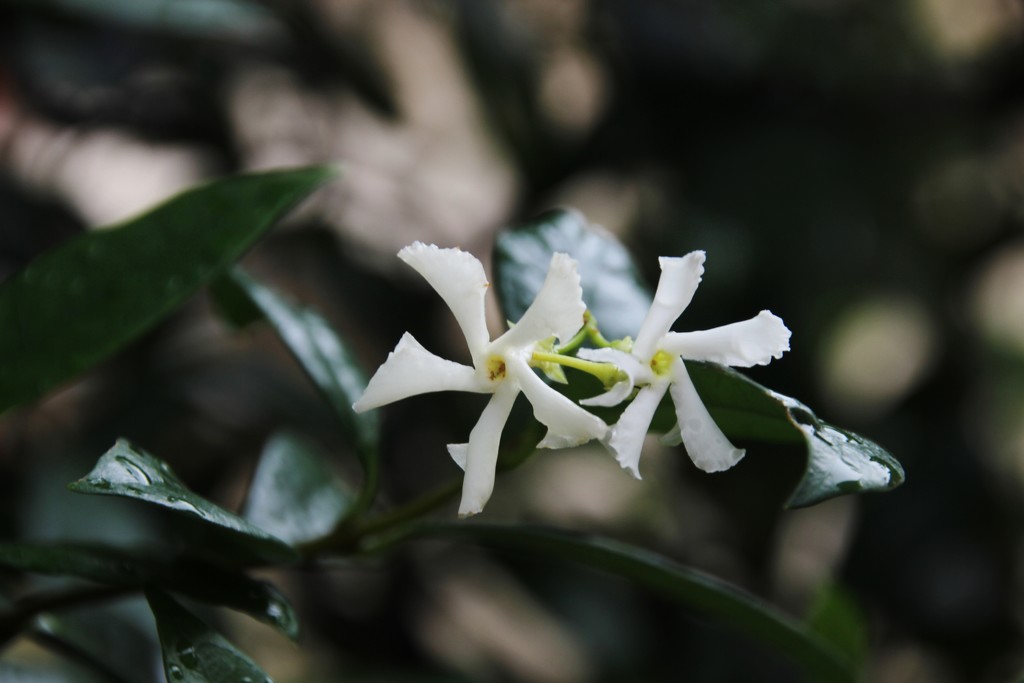 Dainty Jasmine Blooms by bjchipman