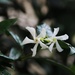 Dainty Jasmine Blooms by bjchipman