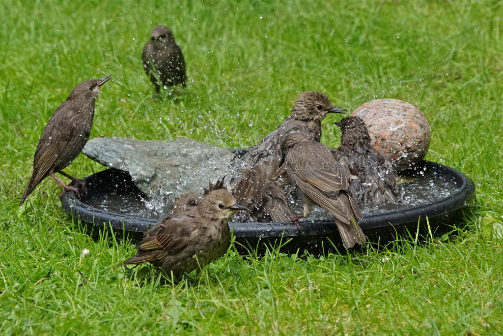 STARLING SPLASH DOWN by markp