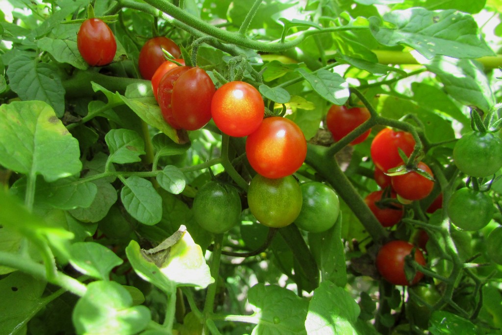 Tiny Tomatoes  by tunia