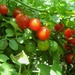 Tiny Tomatoes  by tunia