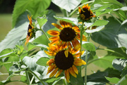 5th Jul 2016 - More Sunflowers