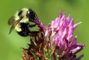 6th Jul 2016 - Busy Bumblebee