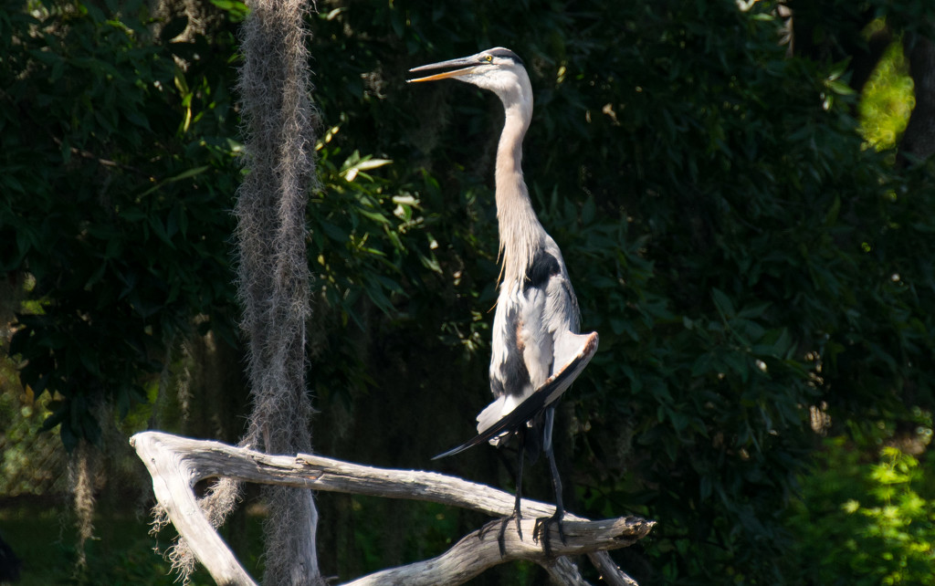 Blue Heron Doing it's Yoga! by rickster549