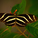 Zebrawing Butterfly! by rickster549