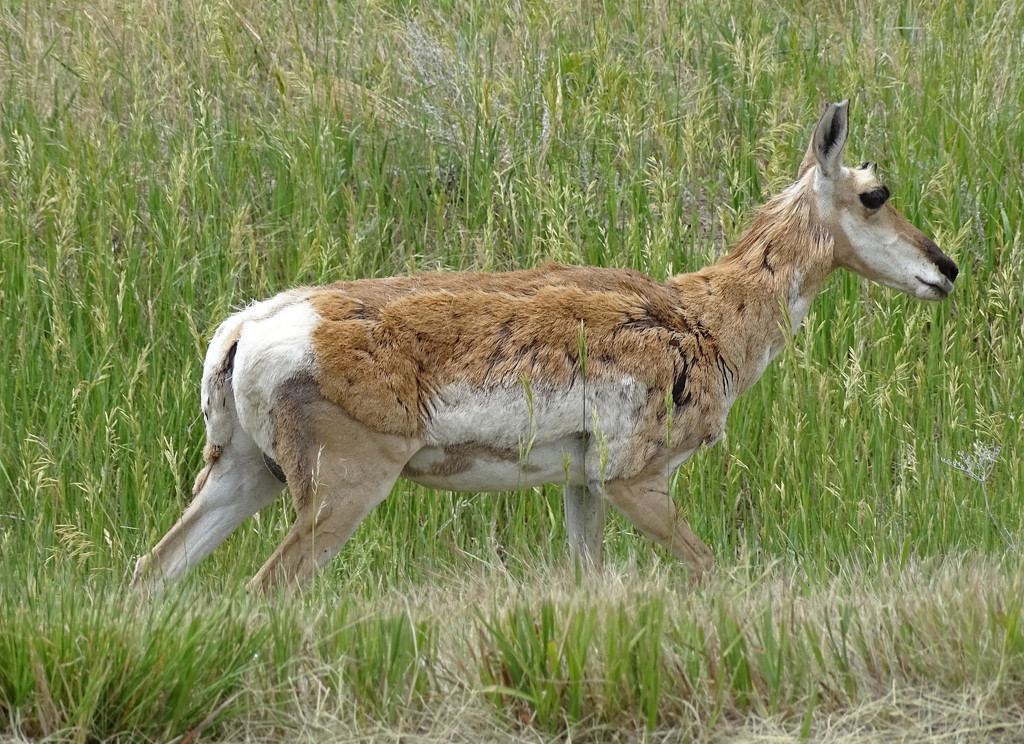 Pronghorn Antelope by annepann