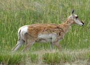 7th Jul 2016 - Pronghorn Antelope