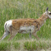 Pronghorn Antelope by annepann
