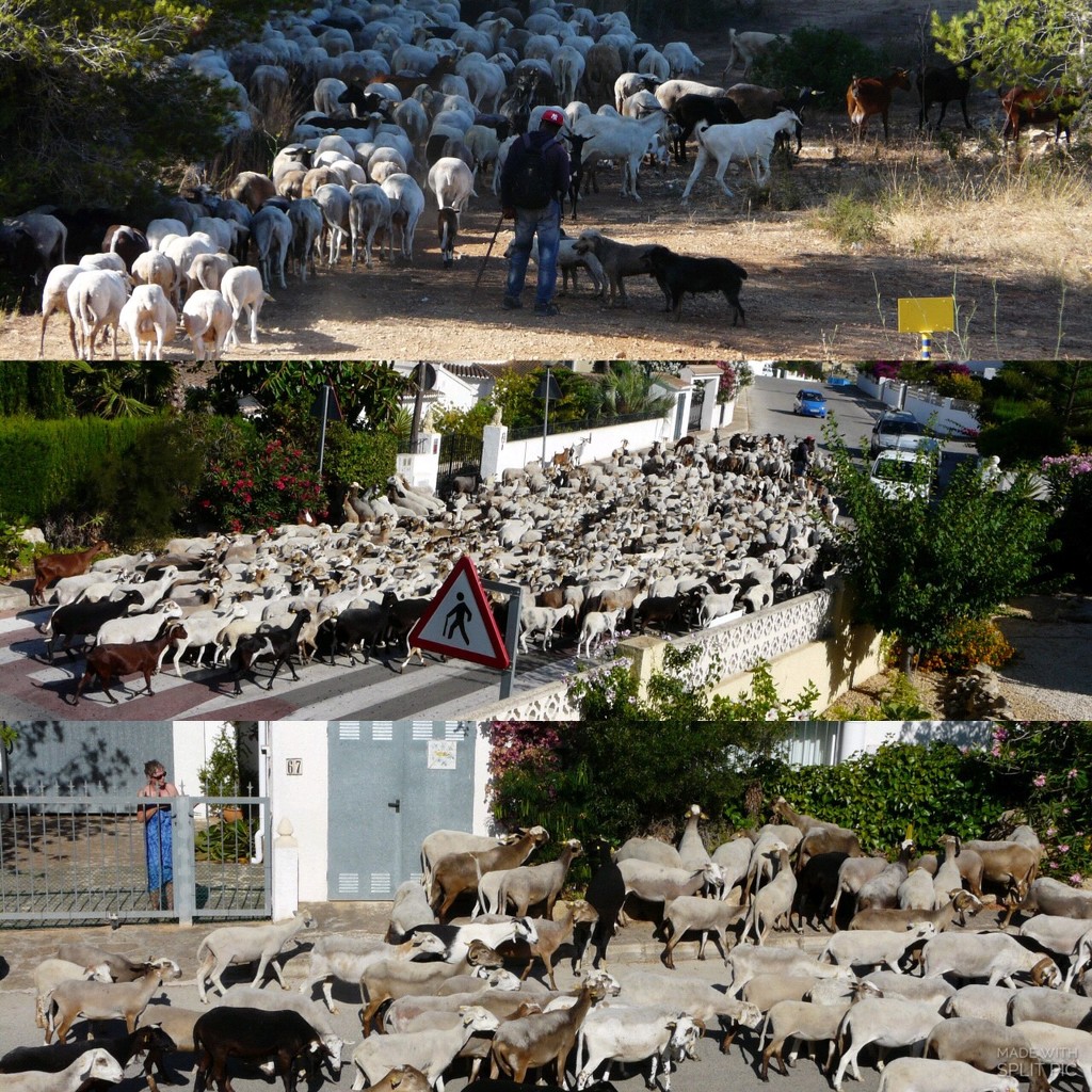 Our local sheep/goats by kyfto