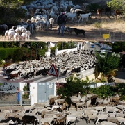 7th Jul 2016 - Our local sheep/goats