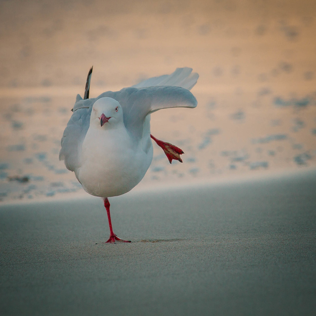 One legged seagull pose by jodies
