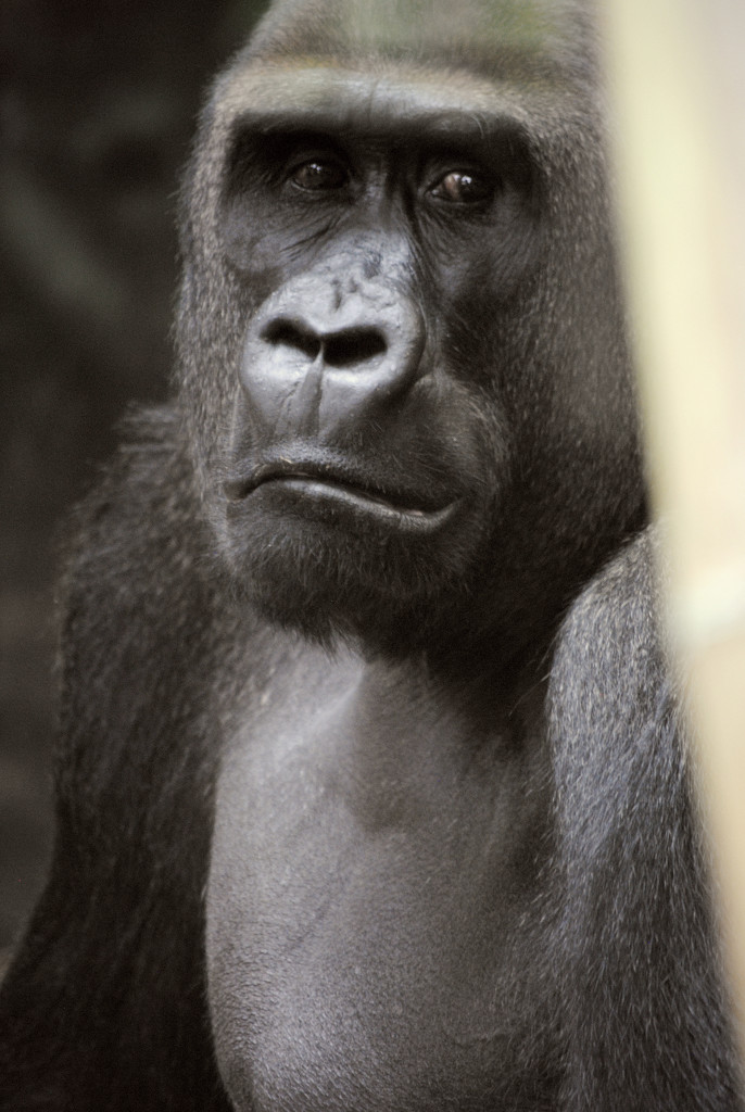 Face to Face with Gorilla Gaze by alophoto
