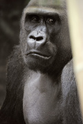 7th Jul 2016 - Face to Face with Gorilla Gaze