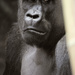 Face to Face with Gorilla Gaze by alophoto