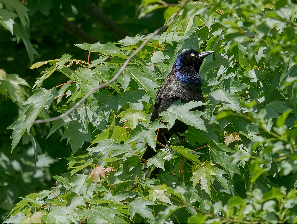 Common Grackle  by gardencat