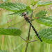 Common Hawker Dragonfly by philhendry