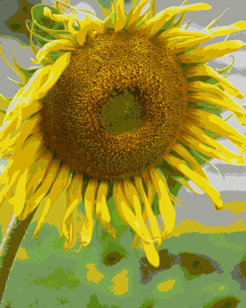 Posterized Sunflower by daisymiller