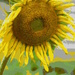 Posterized Sunflower by daisymiller