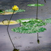 Lilies in the Rain by jae_at_wits_end