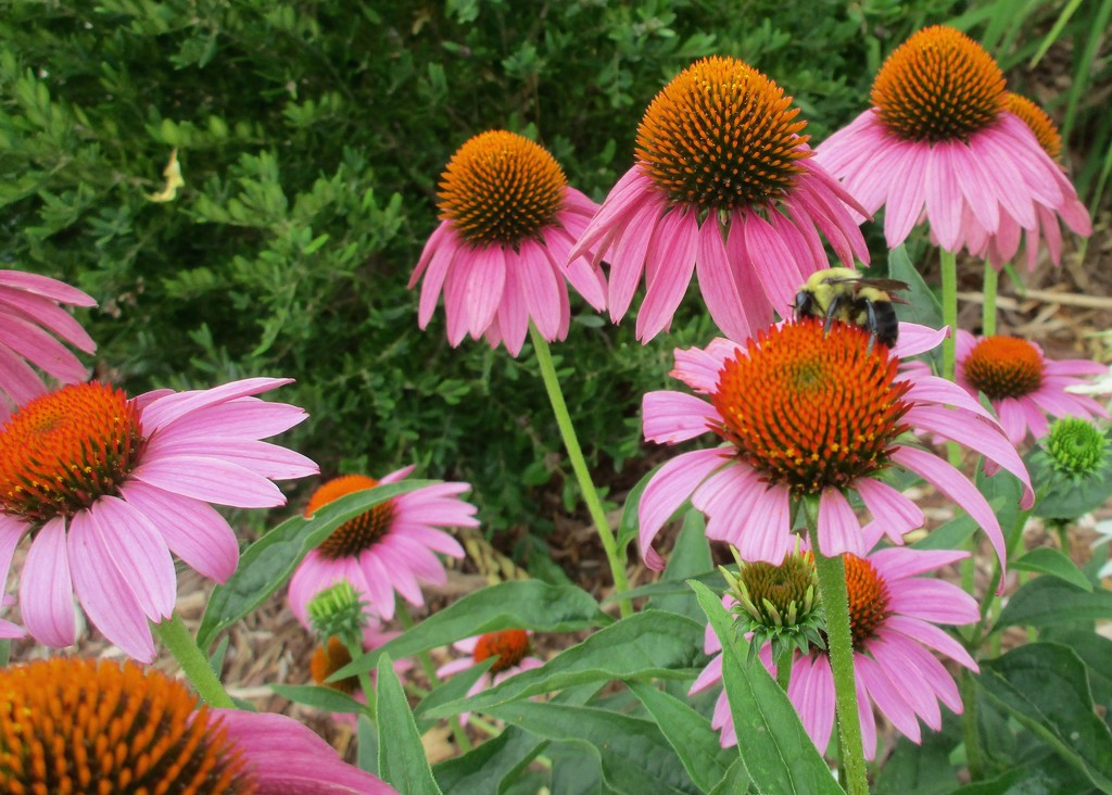 Coneflowers and Bee by tunia