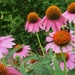 Coneflowers and Bee by tunia