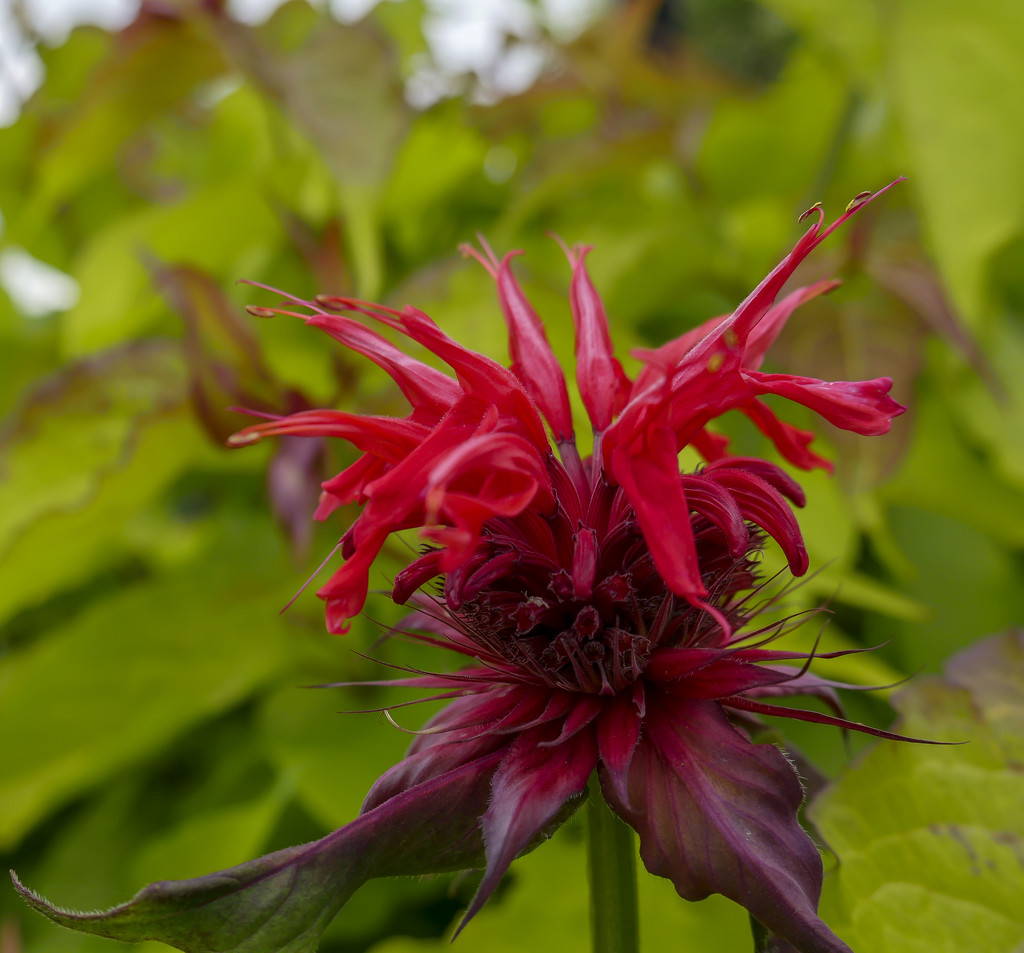Red Flower ( Red Bee Balm ) by tonygig