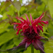 Red Flower ( Red Bee Balm ) by tonygig