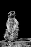 7th Jul 2016 - Monochrome Meerkat Madness