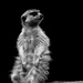 Monochrome Meerkat Madness by leonbuys83