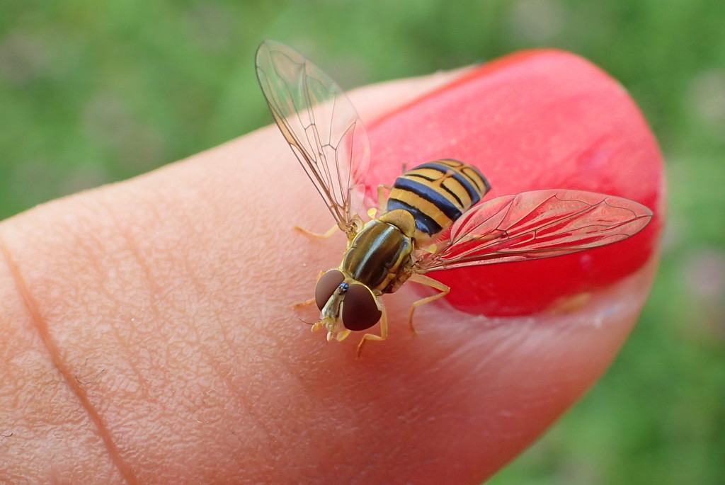 Hoverfly friend by cjwhite