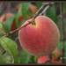 Peachy Goodness! by essiesue