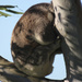 sleepy bliss by koalagardens