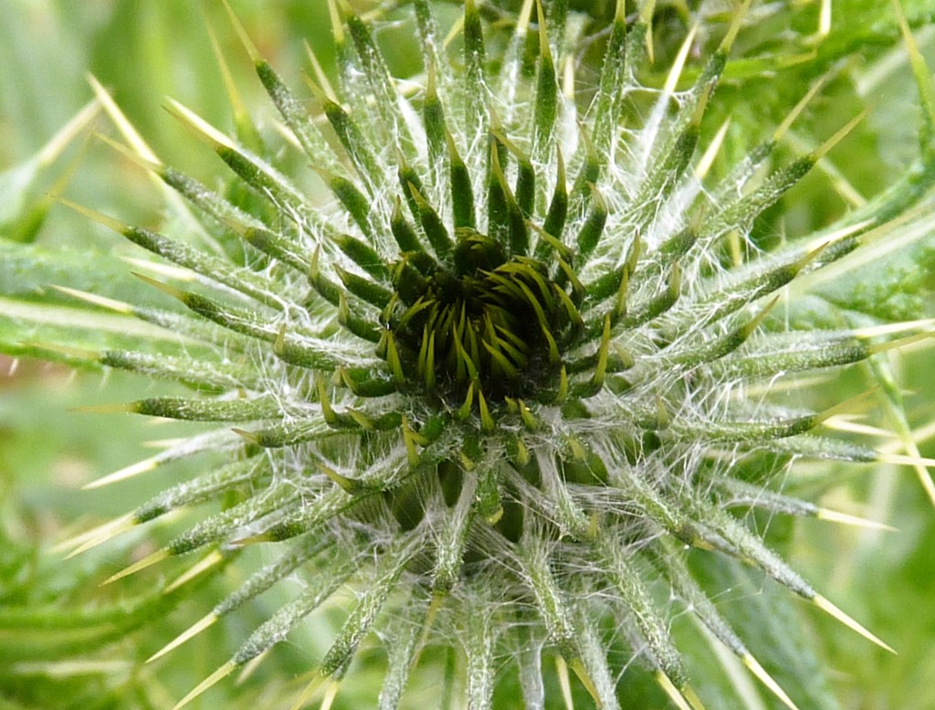 spiky plant and cobweb... by rubyshepherd