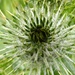 spiky plant and cobweb... by rubyshepherd